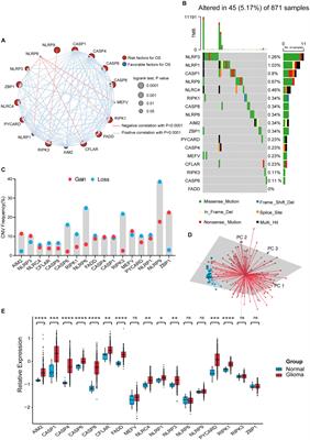 The PANoptosis-related signature indicates the prognosis and tumor immune infiltration features of gliomas